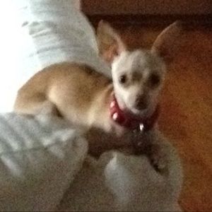 Meet your Posher, Pete